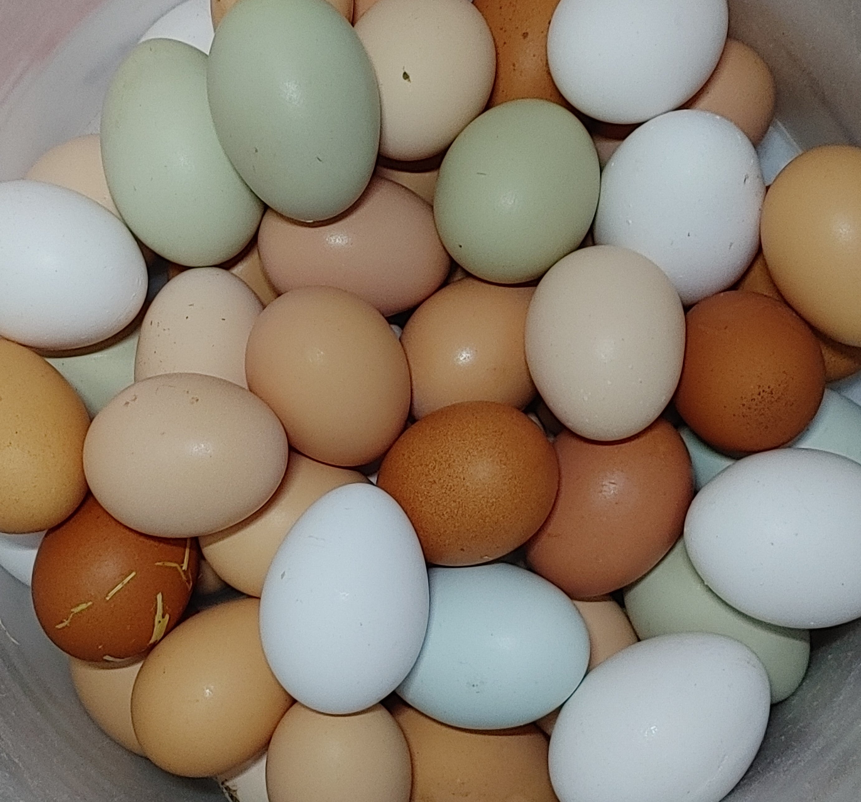 Eggs - Local Pick Up Only